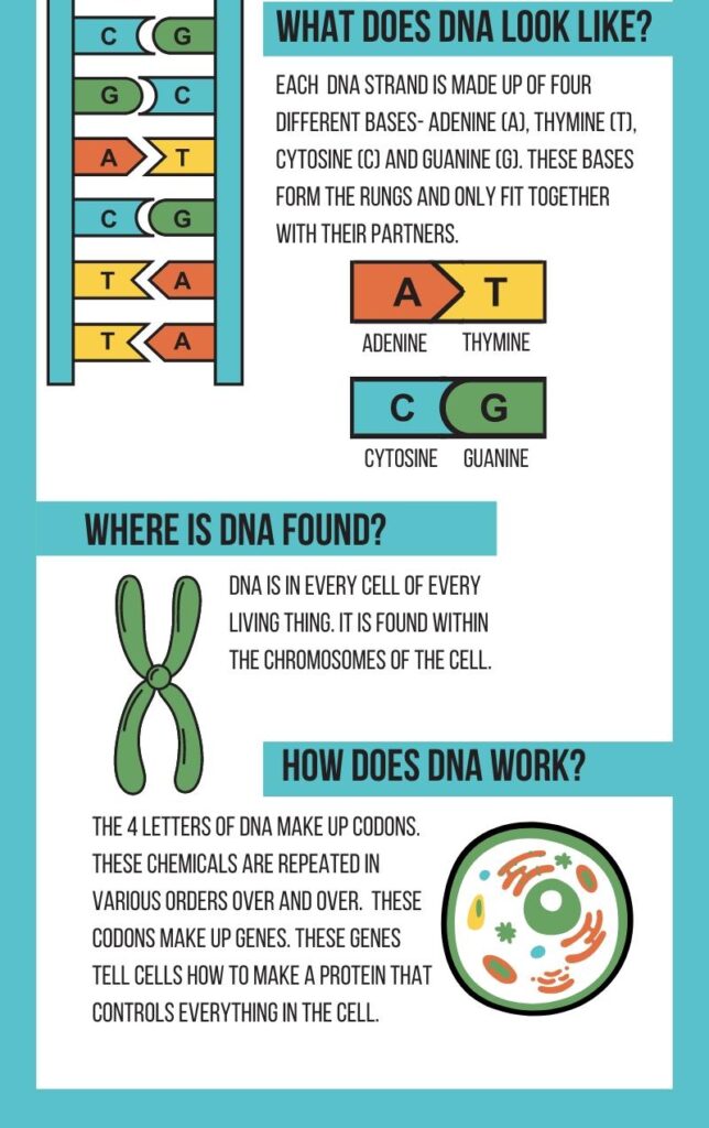 DNA